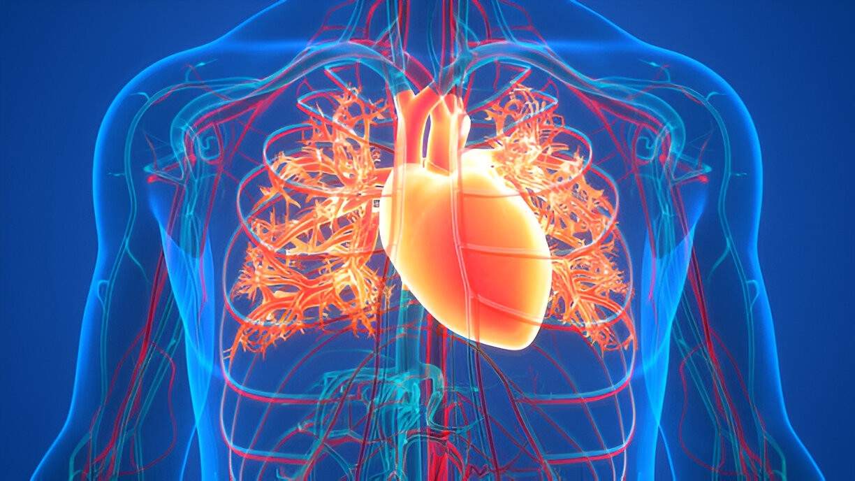 Human Circulatory System Heart Anatomy