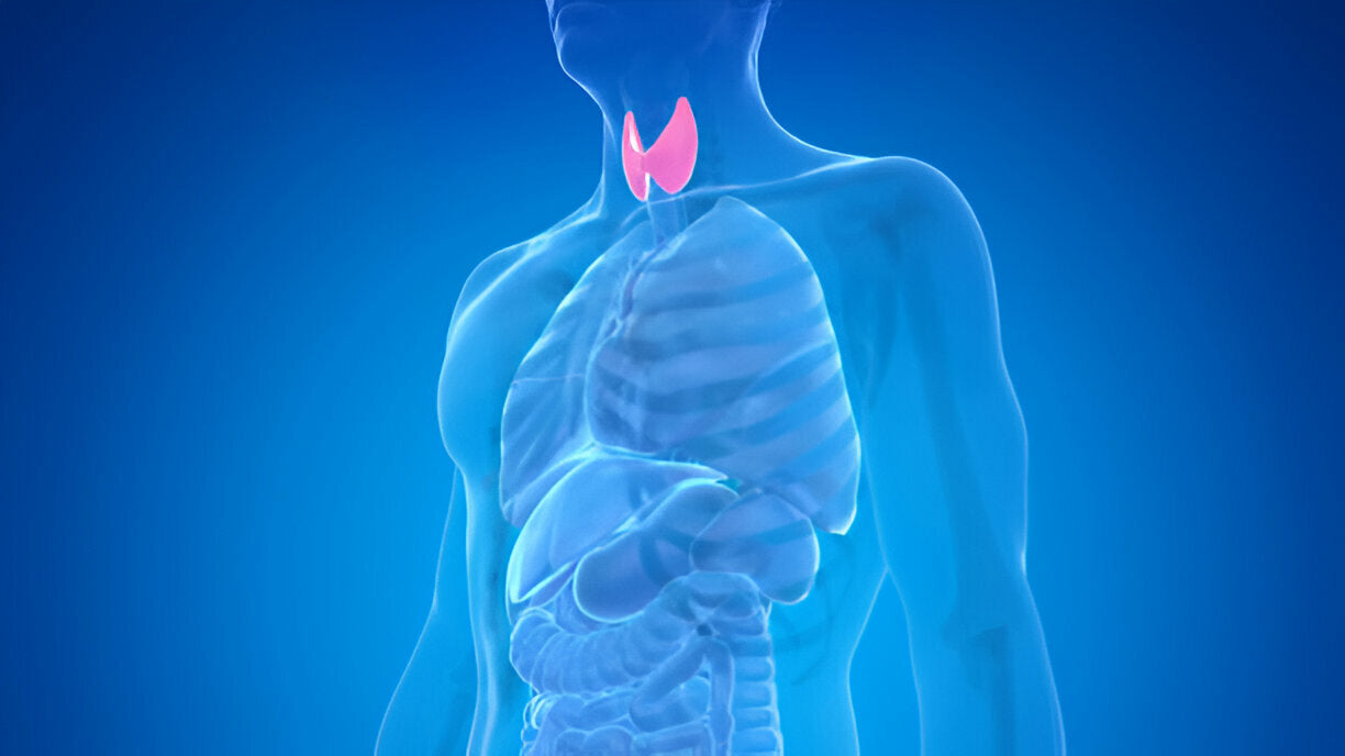 Human thyroid gland, illustration